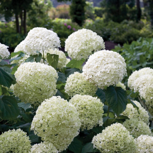 Incrediball Hydrangea Photo Courtesy of Proven Winners