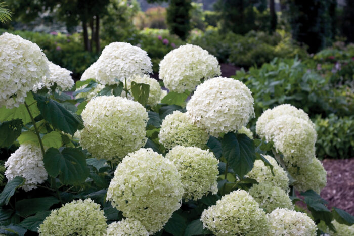Incrediball Hydrangea Photo Courtesy of Proven Winners