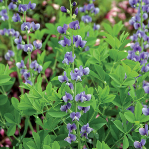Baptisia australis Photo by Steve Aitken