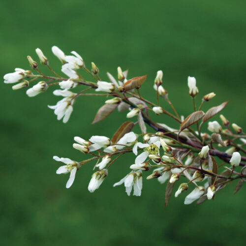 Amelanchier arborea Photo by Jennifer Benner