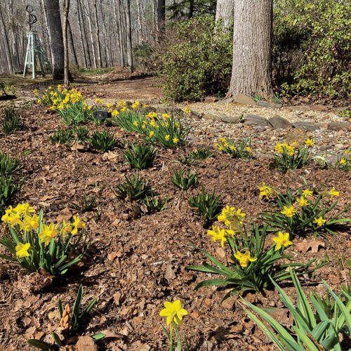 Mulched garden bed with daffodils blooming