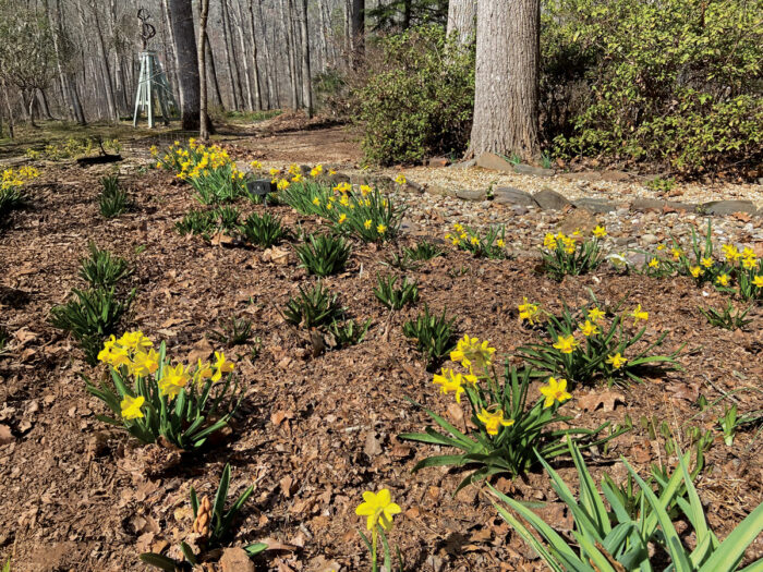 Mulched garden bed with daffodils blooming