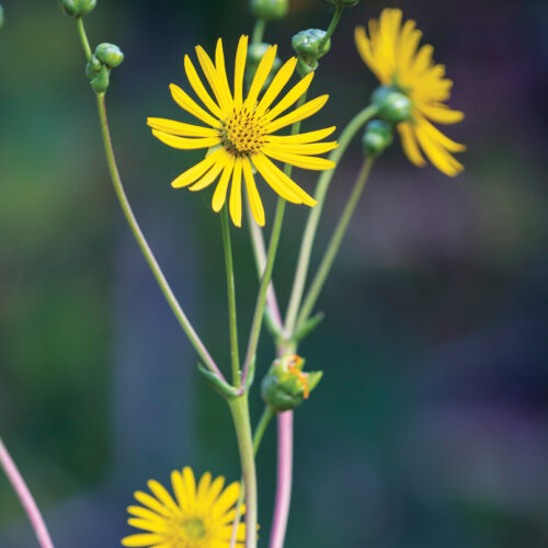 starry rosinweed