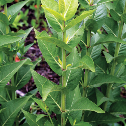 starry rosinweed foliage