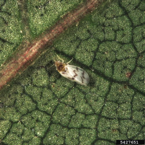 banded-winged whitefly