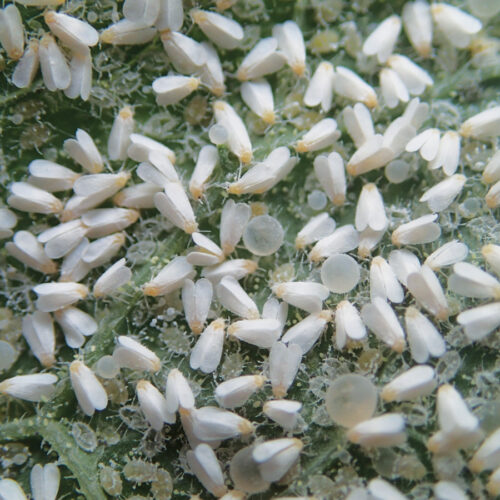 greenhouse whitefly
