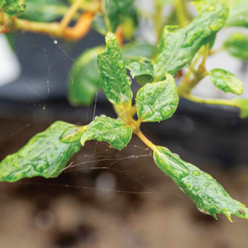 Broad mite damage on hydrangea