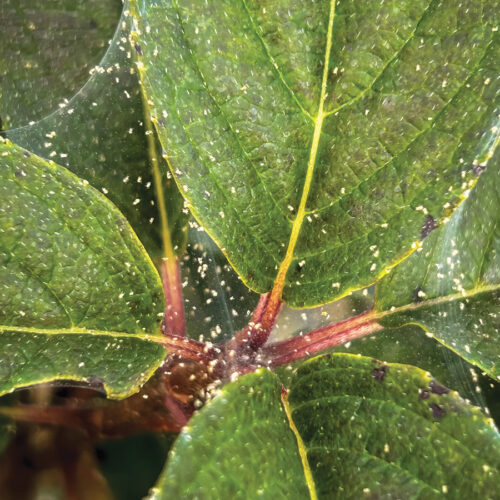 spider mites on hydrangea