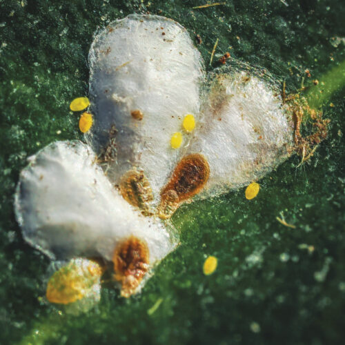 false oleander scale