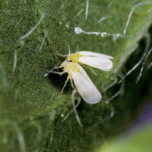 sweet potato whitefly