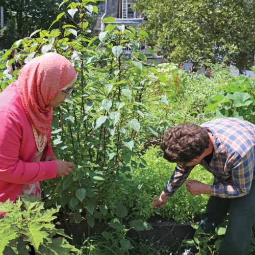 community gardeners working