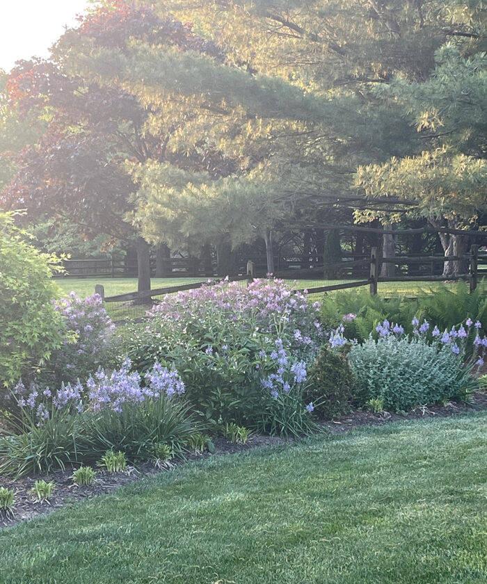 sunny spring border with blue flowers
