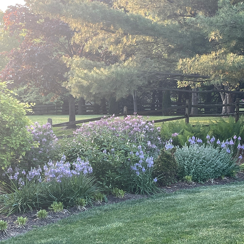 sunny spring border with blue flowers