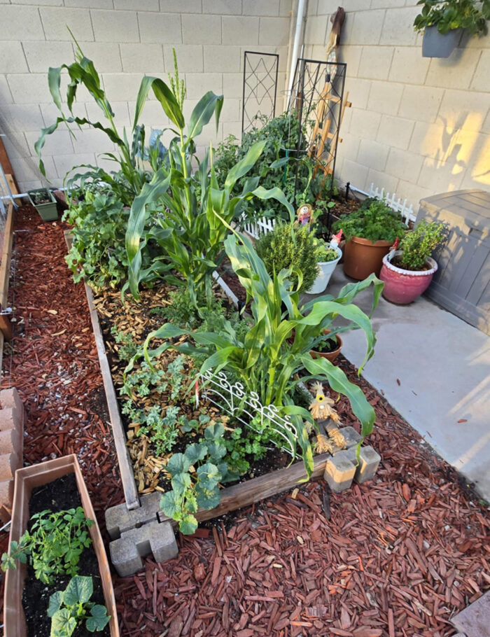 small raised bed vegetable garden