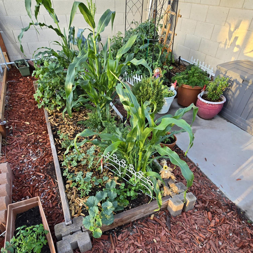 small raised bed vegetable garden