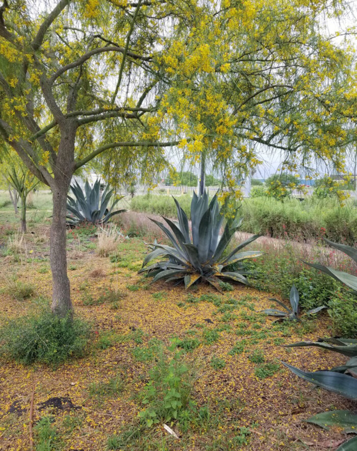 tree with yellow flowers next to large agave