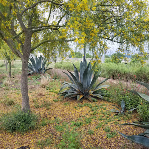 tree with yellow flowers next to large agave