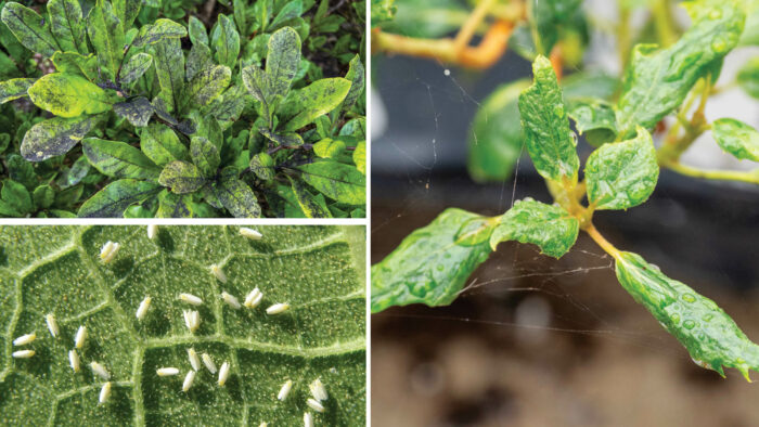 common pests of the summer garden, scale, white flies, and mange.