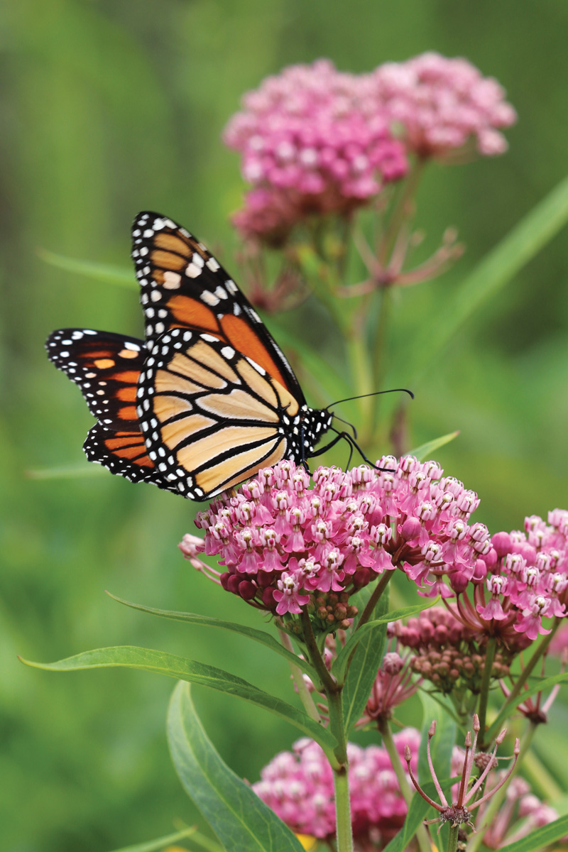Asclepias incarnata with Monarch butterfly by Nancy J. Ondra