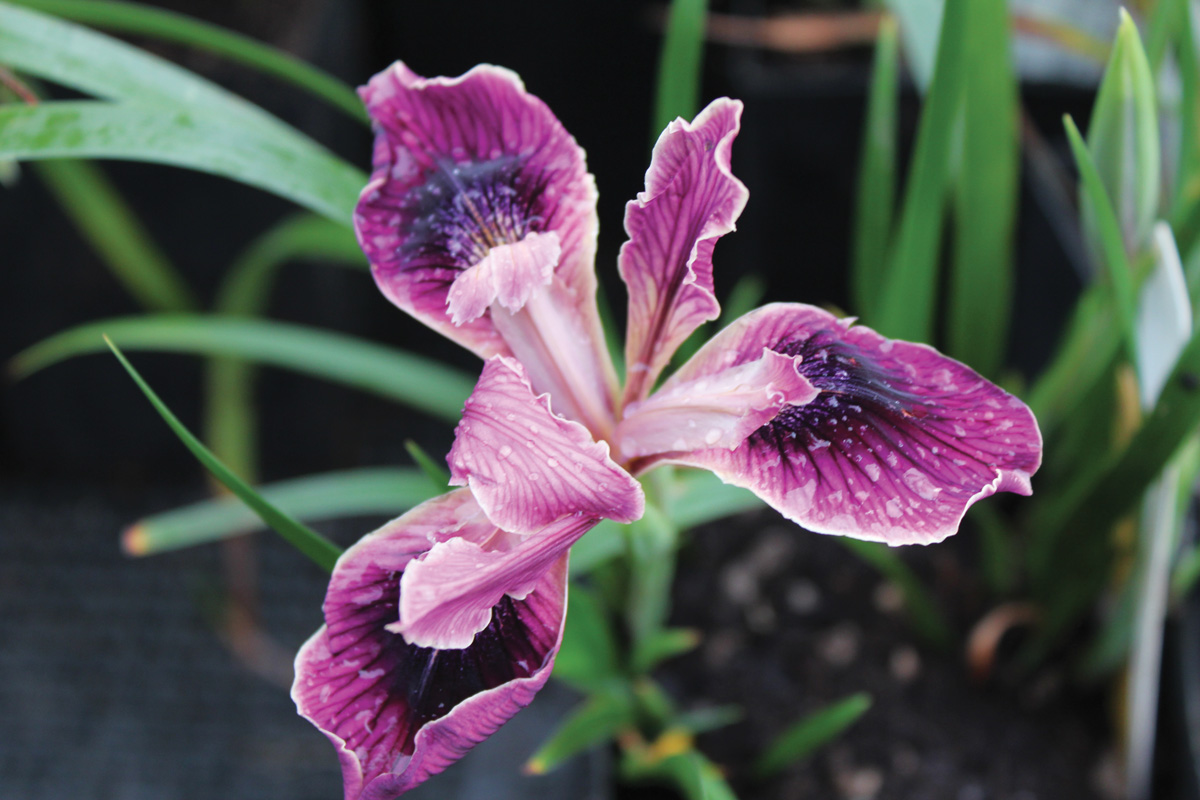‘Native Warrior’ Pacific Coast iris Courtesy of Dancing Oaks Nursery