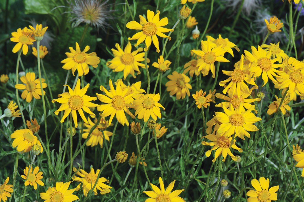 Eriophyllum lanatum