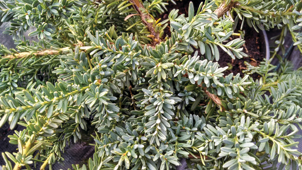 Podocarpus alpinus Blue Gem Photo by millettephotomedia.com