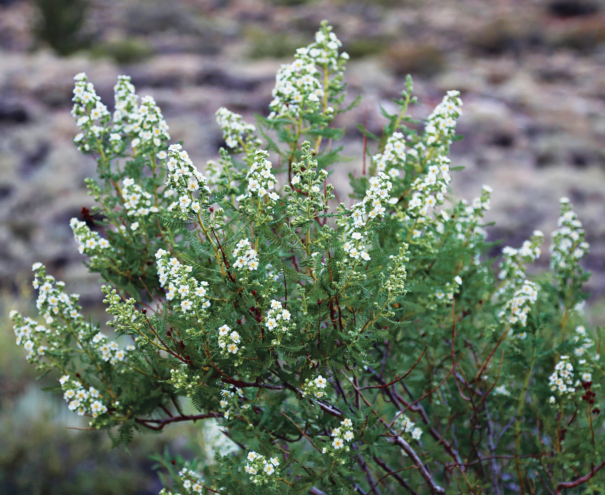 Chamaebatiaria millefolium Photo by millettephotomedia.com