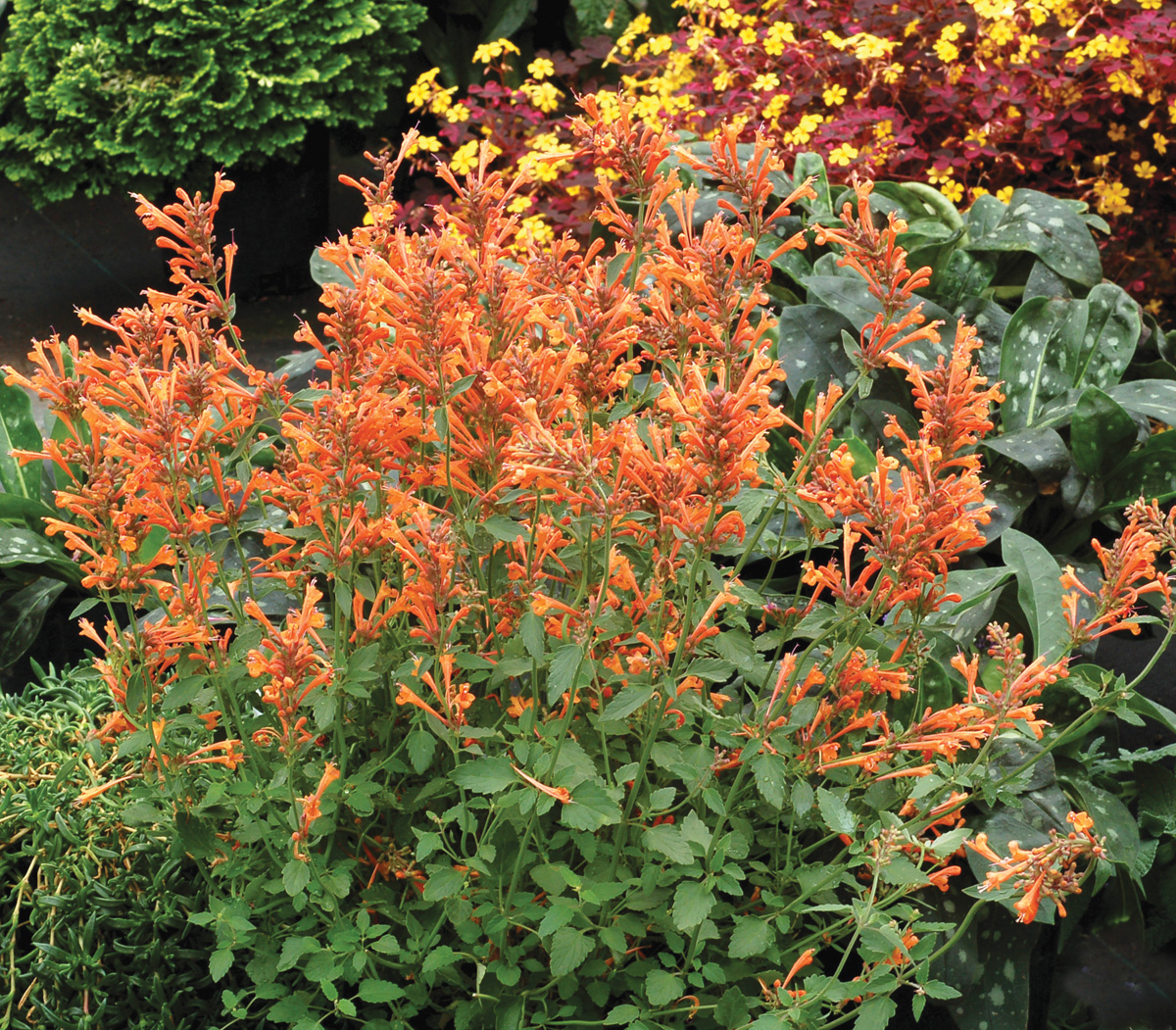 Agastache Kudos Mandarin Courtesy of Terra Nova Nurseries, Inc