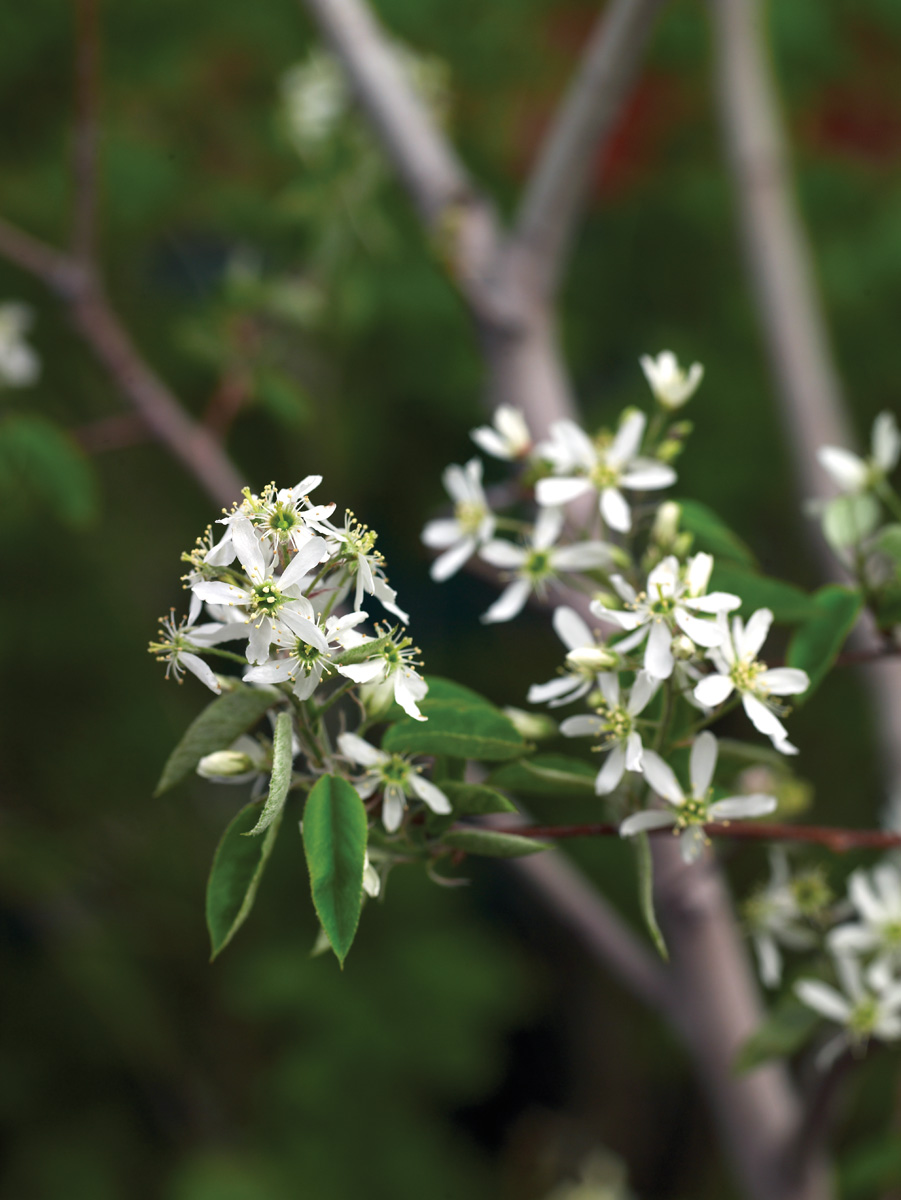 Autumn Brilliance Serviceberry Photo by David McClure