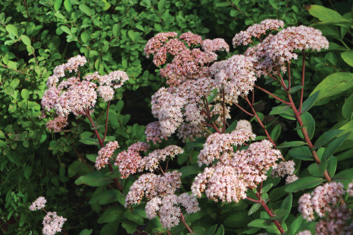 Hylotelephium Matrona