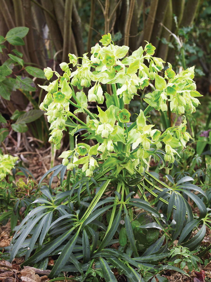 Stinking hellebore Photo by David McClure