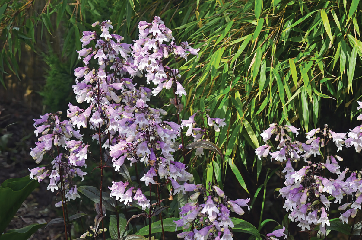 Pocahontas Penstemon digitalis by millettephotomedia.com
