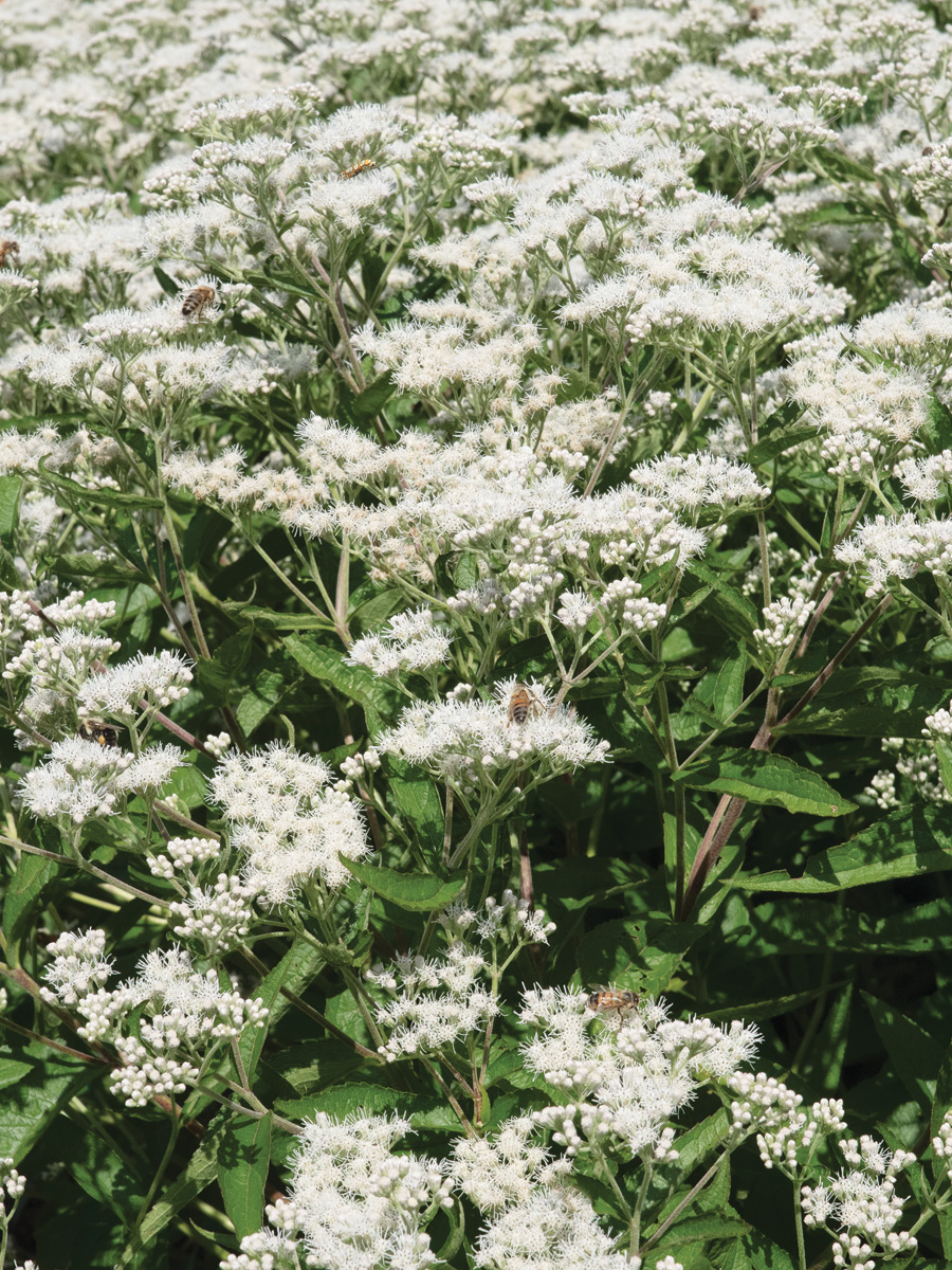 'Polished Brass' Boneset Photo by millettephotomedia.com