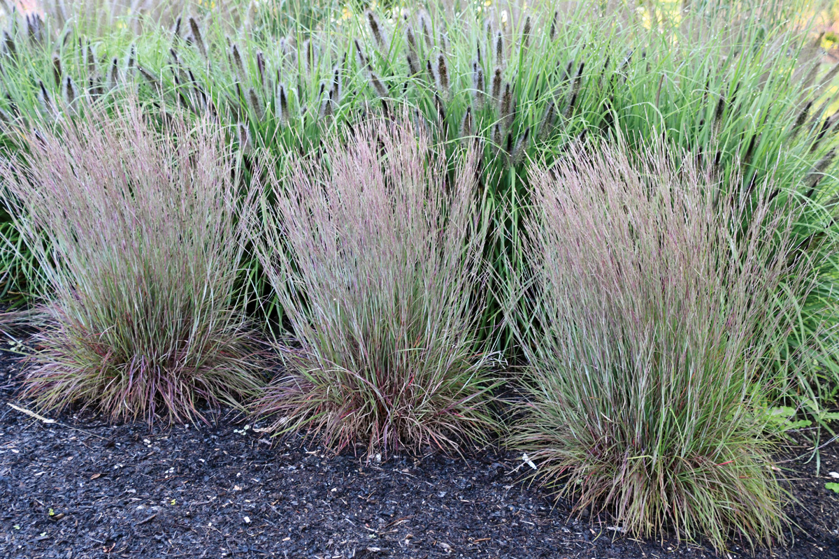 Schizachyrium Little Red Fox Courtesy of Intrinsic Perennial Gardens