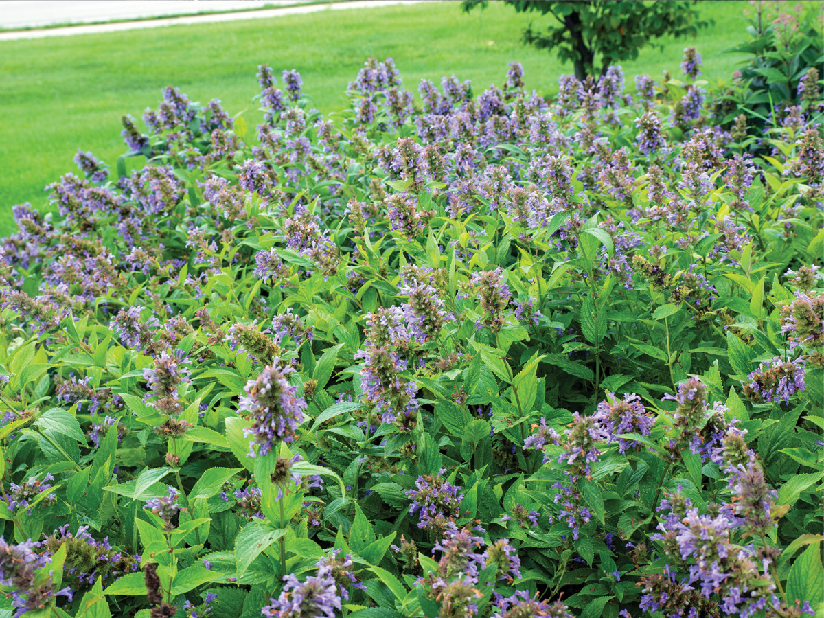 Nepeta subsessilis Prelude Blue Catmint Photo by millettephotomedia.com