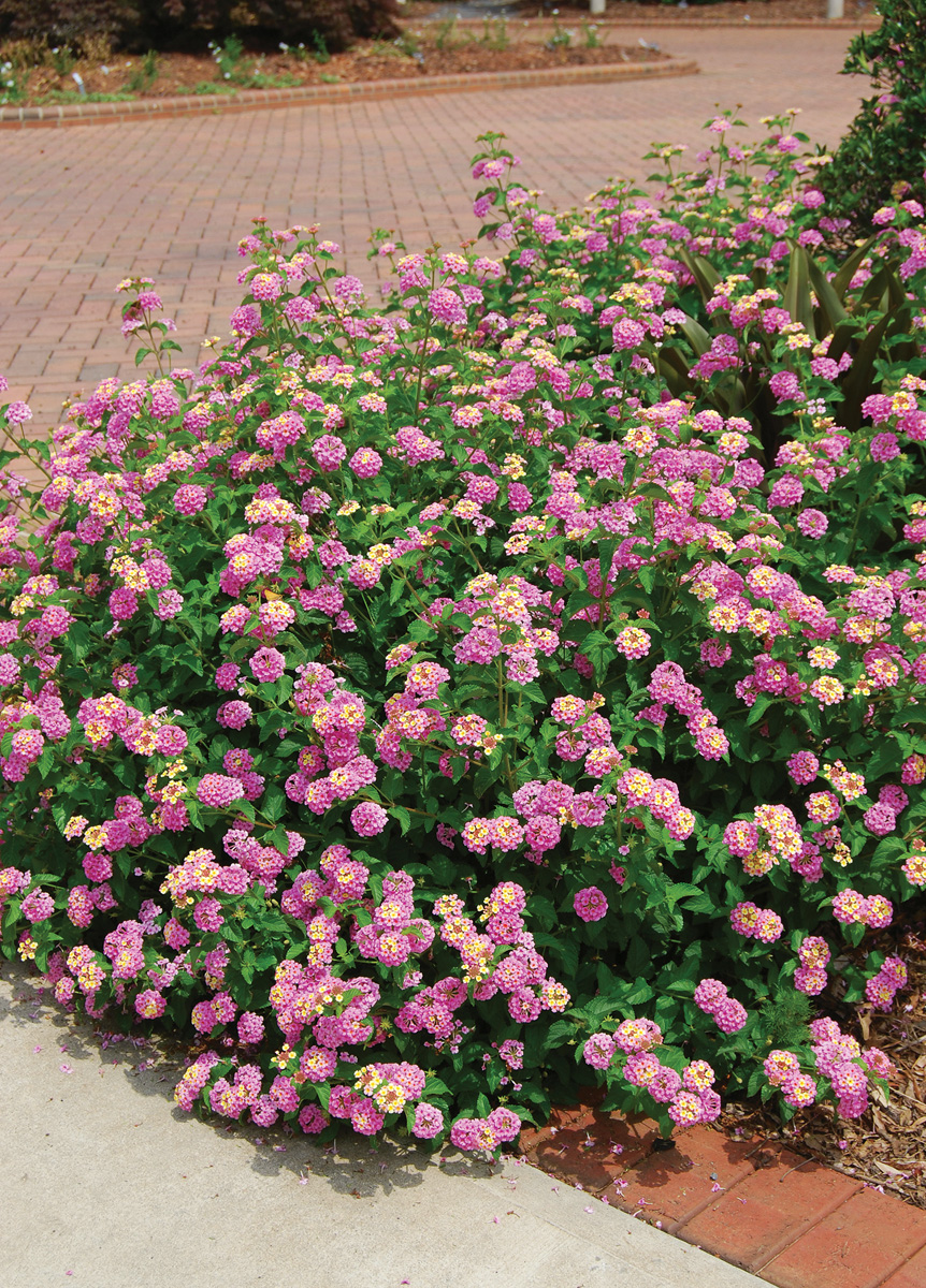 Lantana camara Ham And Eggs Photo by millettephotomedia.com