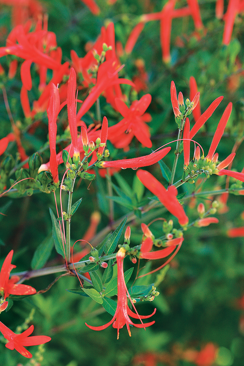 Anisacanthus quadrifidus var. wrightii 