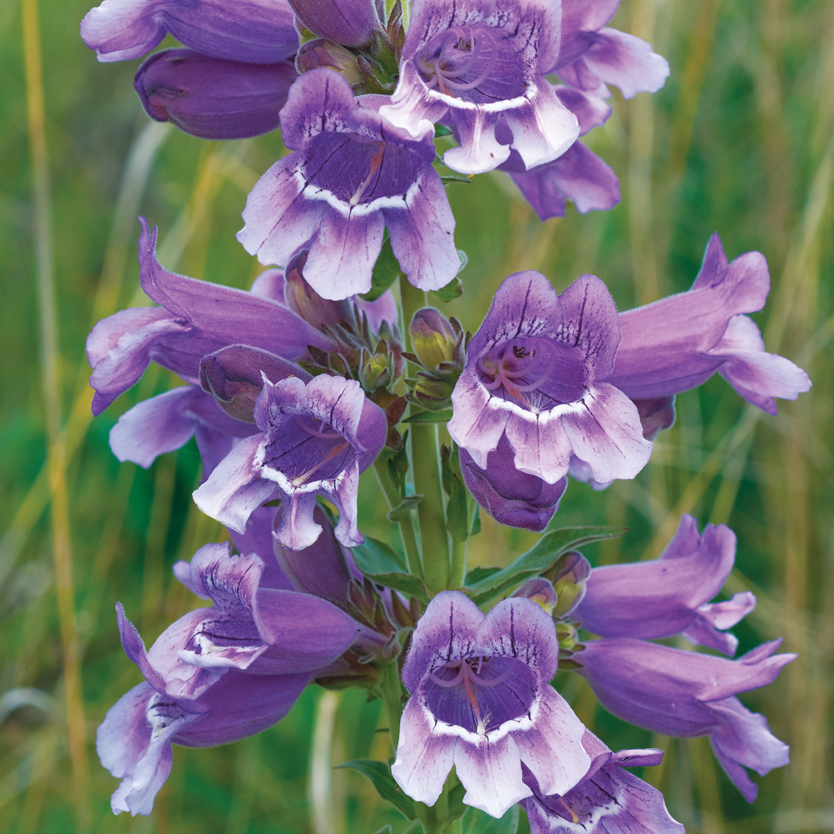 Penstemon cobaea