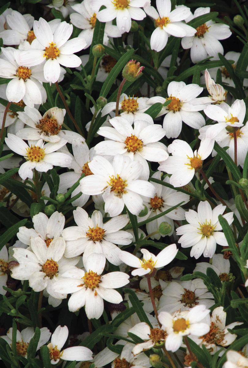 Melampodium leucanthum Photo by millettephotomedia.com