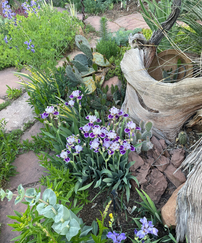 purple and white miniature irises planted next to cacti