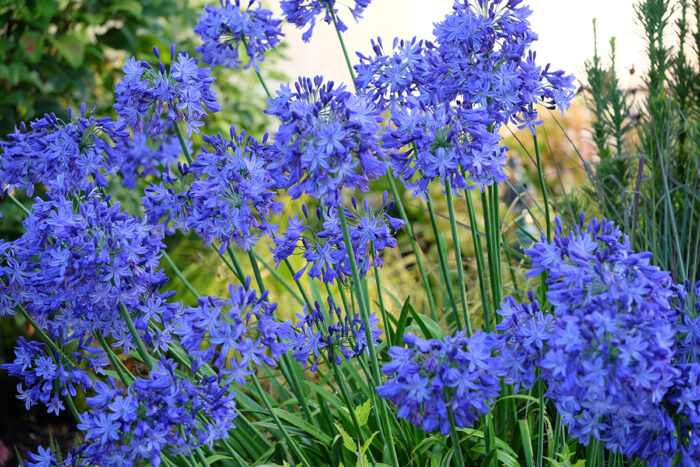 a dense cluster of bright blue agapanthus flowers