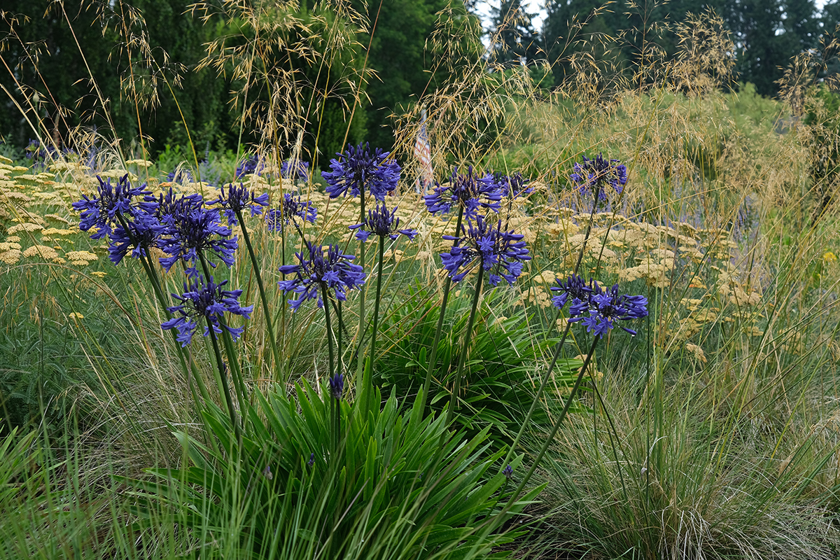 dark blue agapanthus with golden plants behind