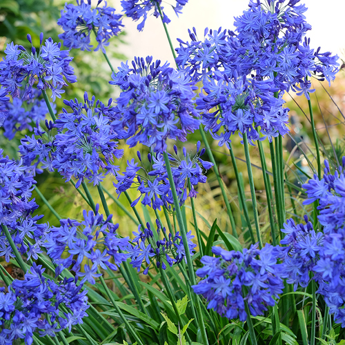a dense cluster of bright blue agapanthus flowers