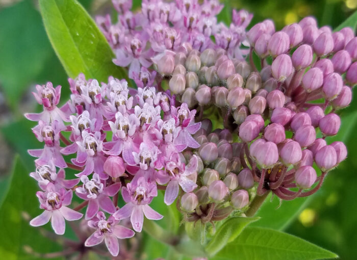 Swamp milkweed