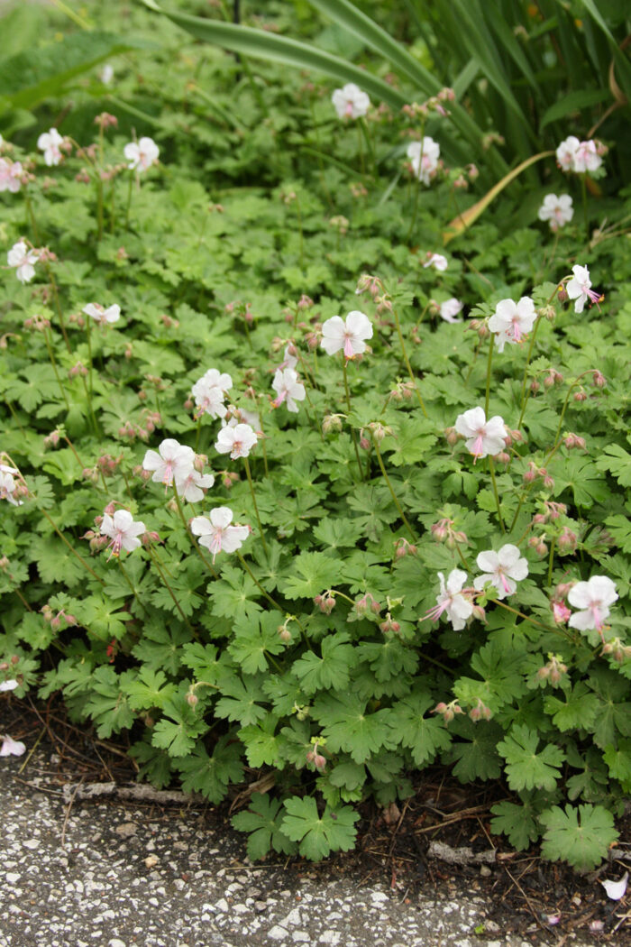 Biokovo geranium