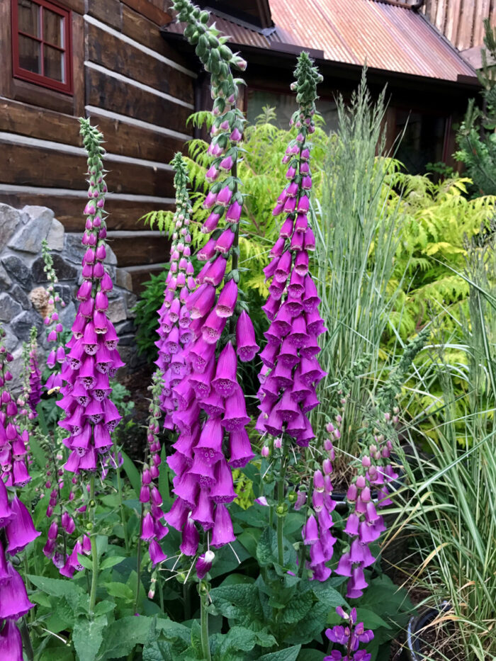 Purple foxglove, photo courtesy of Kielian DeWitt