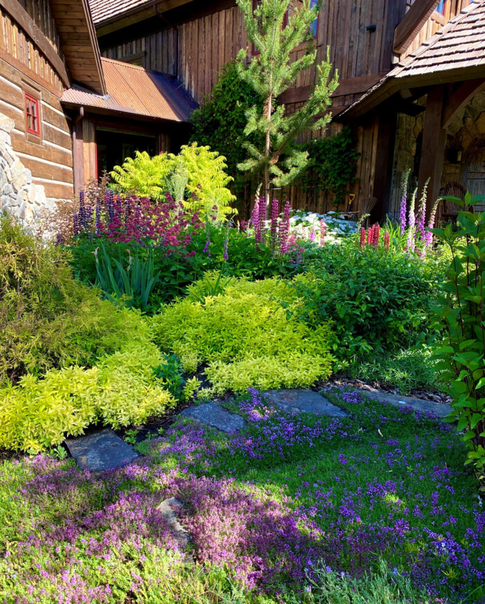 Golden oregano, photo courtesy of Kielian DeWitt