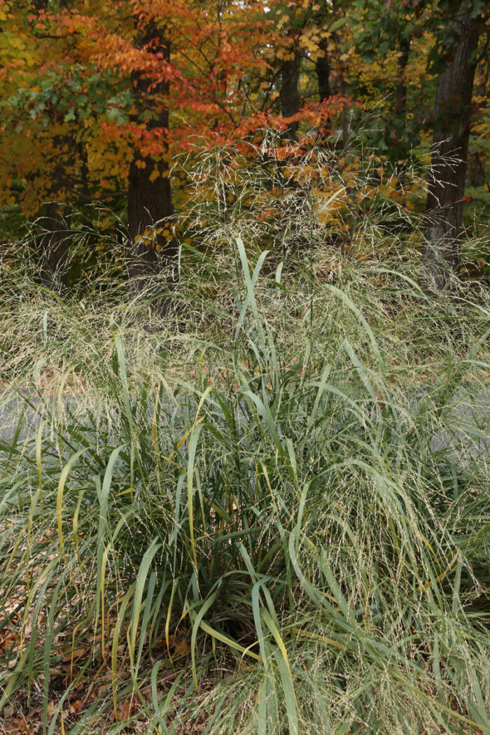 ‘Shenandoah’ switchgrass