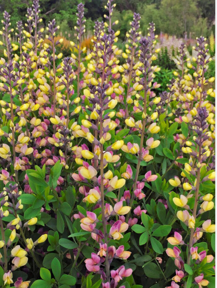 Pink Lemonade baptisia, photo courtesy of Kielian DeWitt