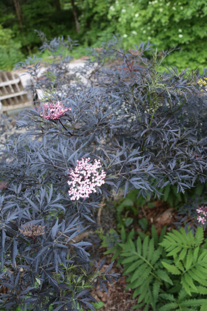 Sambucus Black Lace